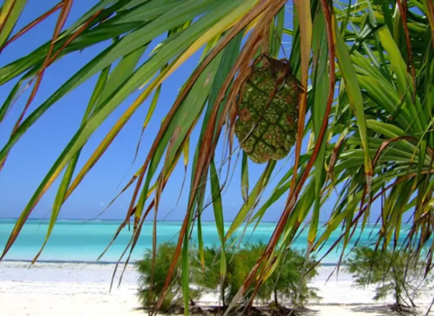 Eine Nahaufnahme von großen grünen Blättern und einer Brotfrucht, die von einem Baum an einem tropischen Strand mit weißem Sand, türkisfarbenem Wasser und einem klaren blauen Himmel im Hintergrund hängen.